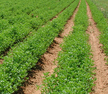 Agriculture Food Safety Agriculture