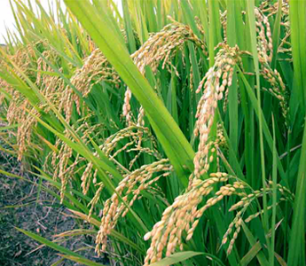 Agriculture and Food Safety liquid handling, liquid handler, liquid handling equipment, liquid handling systems, automated liquid handling